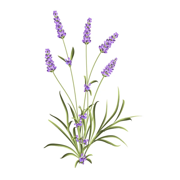 Etiqueta de signo de lavanda . — Vector de stock