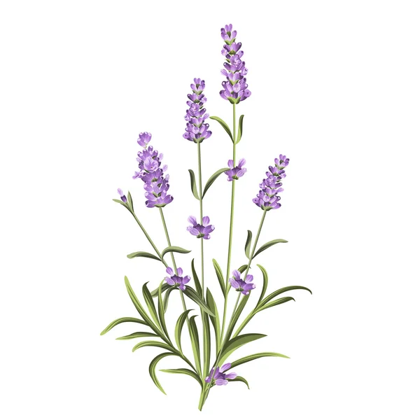 Sada levandulových květinových prvků — Stockový vektor
