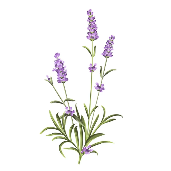 Lavendel elegante Karte — Stockvektor