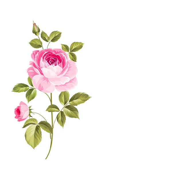 La rosa floreciente . — Archivo Imágenes Vectoriales