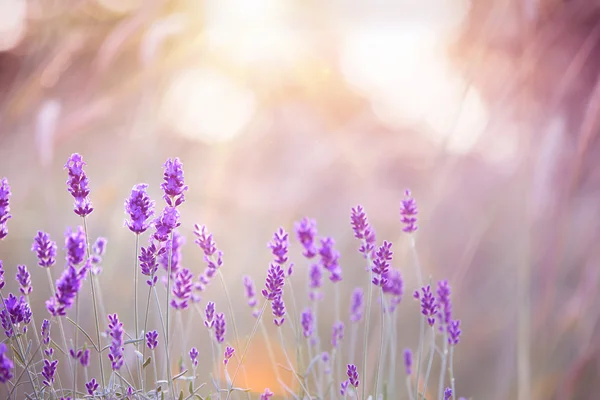 Solnedgång över ett lavendel fält. — Stockfoto