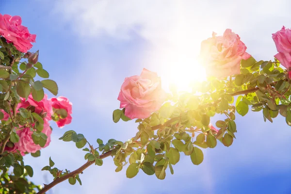 Rosenträdgård över himlen. — Stockfoto