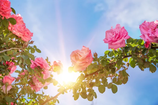 Rosenträdgård över himlen. — Stockfoto