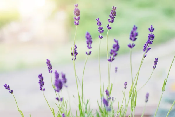 Flores de lavanda en el fondo de hierbas — Foto de Stock