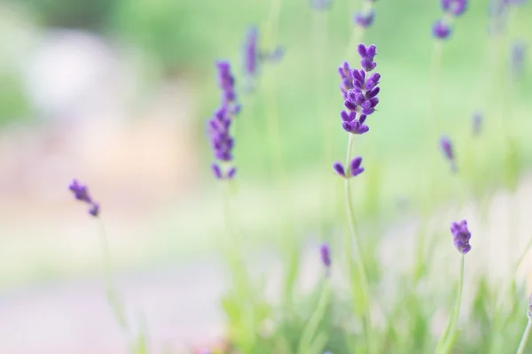 Lavendel blommor på bakgrund av örter — Stockfoto