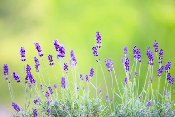 Lavandula flowers over grass. — Stock Photo, Image