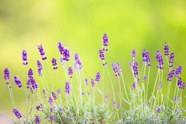 잔디 위에 라벤더 꽃. — 스톡 사진