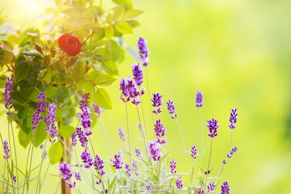 O campo de lavanda . — Fotografia de Stock