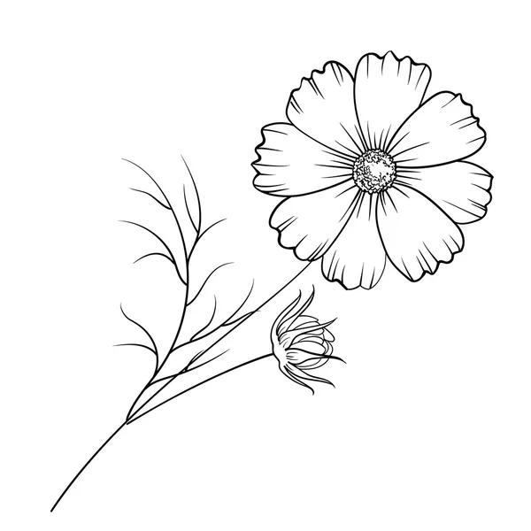 Jaskier kwiat na białym tle. — Wektor stockowy