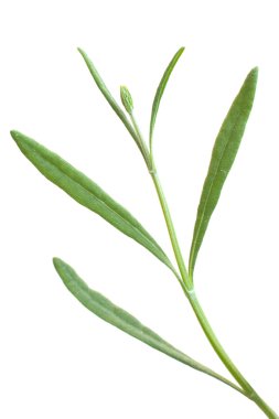 Sürgünler bahar lavanta Bush.