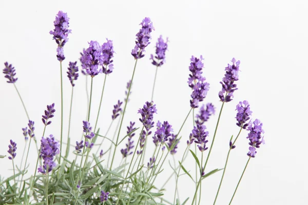 Provence iç, çiçek açan lavanta. — Stok fotoğraf