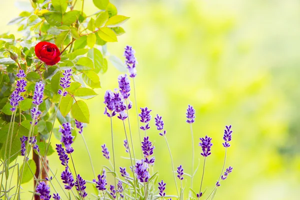 O jardim de lavanda . — Fotografia de Stock