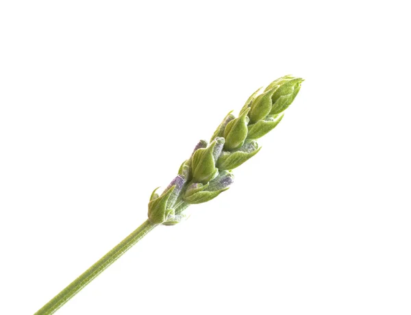 Tiros de arbusto de lavanda de primavera . — Fotografia de Stock