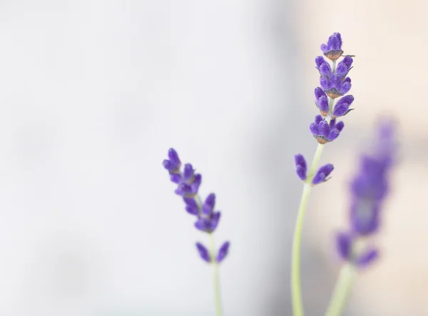 Bunch of lavender. — Stock Photo, Image