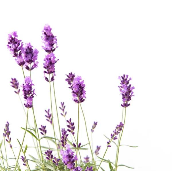 Monte de lavanda . — Fotografia de Stock