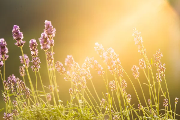 Solnedgång över en violett. — Stockfoto