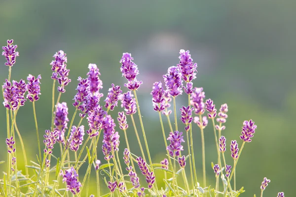 Lavandula kwiaty nad trawa. — Zdjęcie stockowe