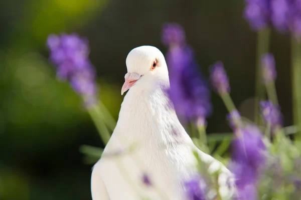 Белый голубь крупный план . — стоковое фото