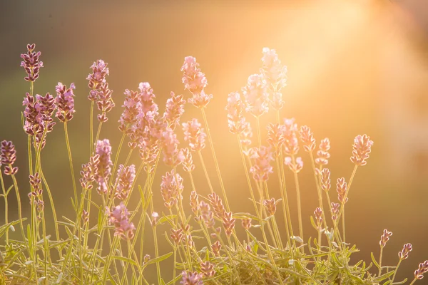 Solnedgång över ett lavendel fält. — Stockfoto