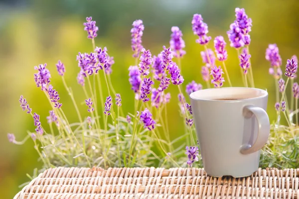 Composição de lavanda no campo . — Fotografia de Stock