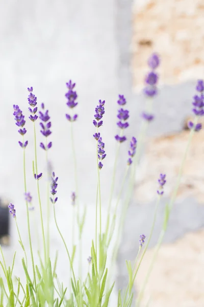 Lavender květiny na pozadí cihly. — Stock fotografie