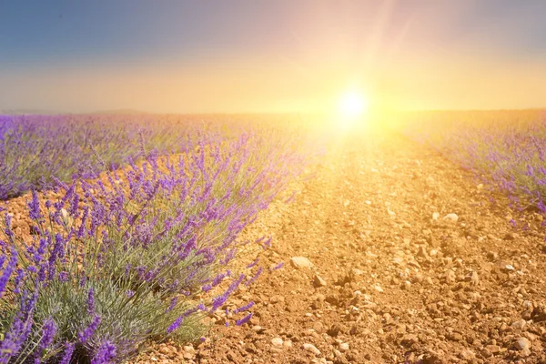 Günbatımı üzerinde bir menekşe. — Stok fotoğraf