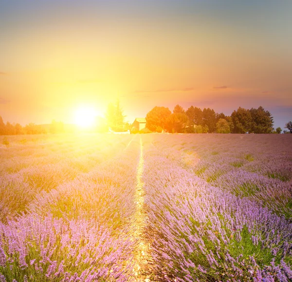 Puesta de sol sobre una violeta . —  Fotos de Stock