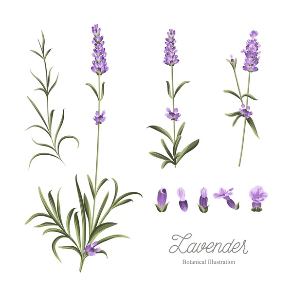 Uppsättning lavendel blommor element — Stockfoto