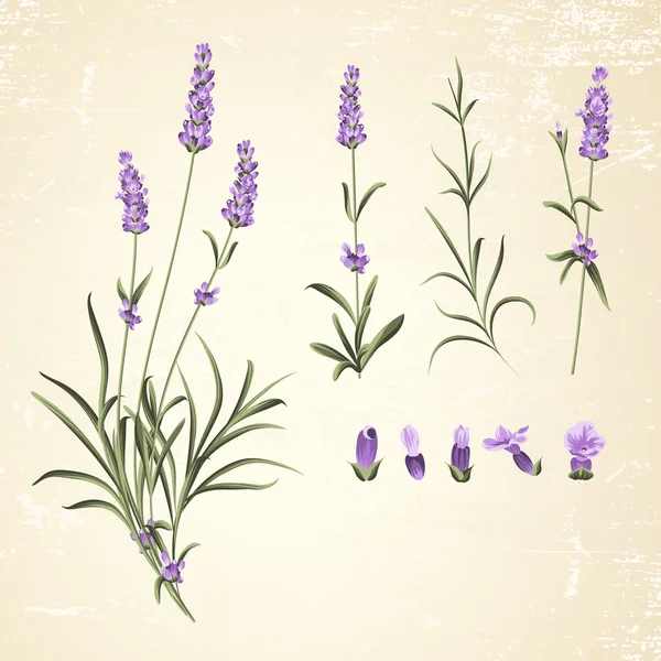 Uppsättning lavendel blommor element — Stockfoto