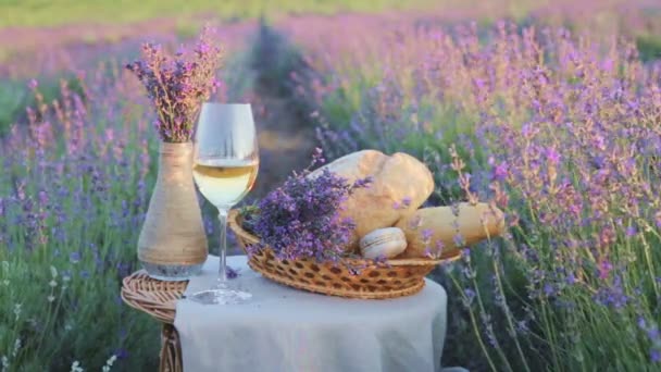 Violet lavender field. — Stock Video