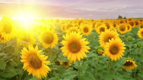 Die blühenden Sonnenblumen. — Stockvideo