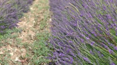 Provence 'deki lavanta tarlası.
