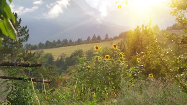 Kvetoucí zahrada slunečnice. — Stock video