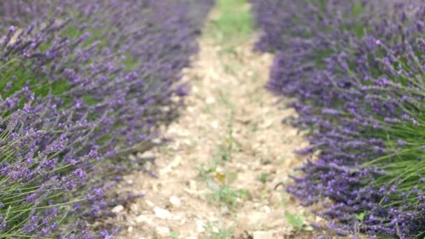 Campo de lavanda en Provenza. — Vídeos de Stock