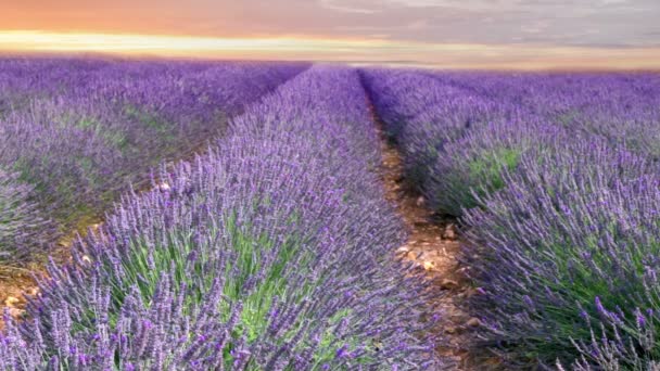 Sunset sky over lavender. — Stock Video