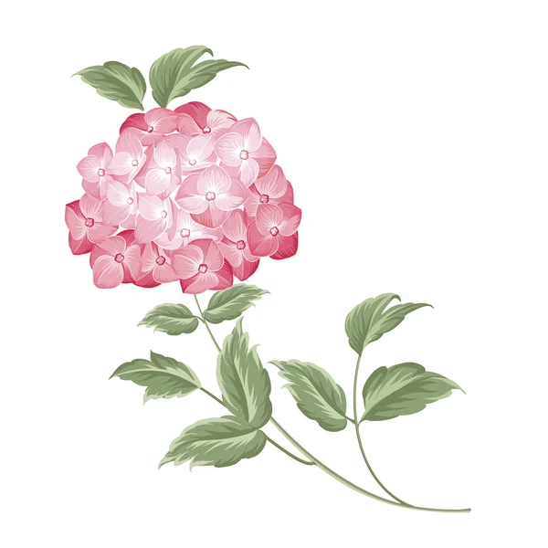 Flor de hortensia única . — Archivo Imágenes Vectoriales