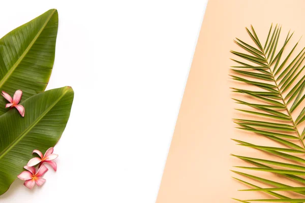 Tropische achtergrond met palm monstera bladeren op levendige achtergrond. — Stockfoto