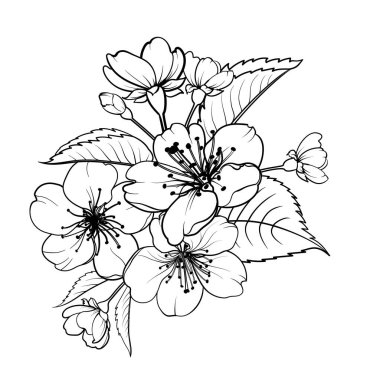 El çizimi elementler sakura çiçek koleksiyonu.