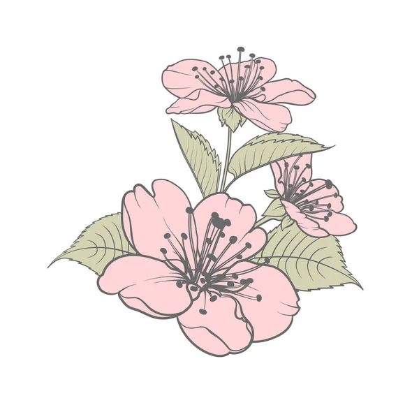Elementi di design disegnati a mano collezione di fiori di sakura. — Vettoriale Stock