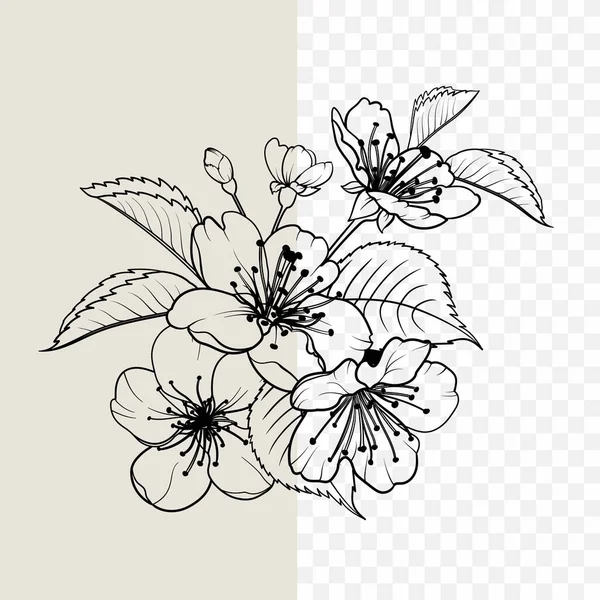 Elementos de diseño dibujado a mano colección flores sakura. — Archivo Imágenes Vectoriales