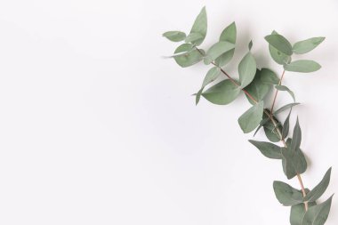 Beyaz arkaplanda yeşil okaliptüs dalları.