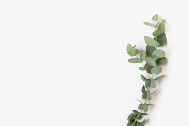 Beyaz arkaplanda yeşil okaliptüs dalları.
