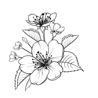 El çizimi elementler sakura çiçek koleksiyonu.