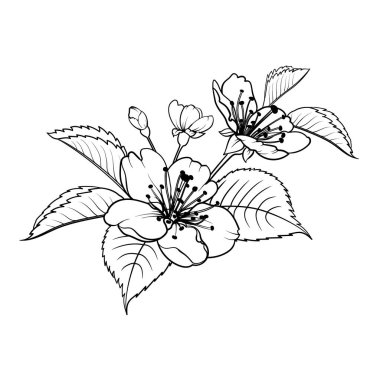 El çizimi elementler sakura çiçek koleksiyonu.