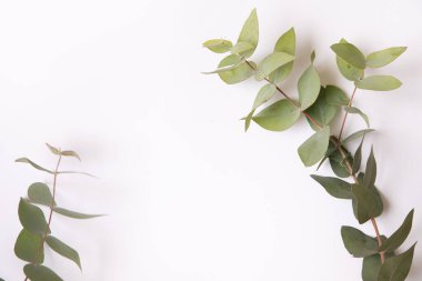 Beyaz arkaplanda yeşil okaliptüs dalları.