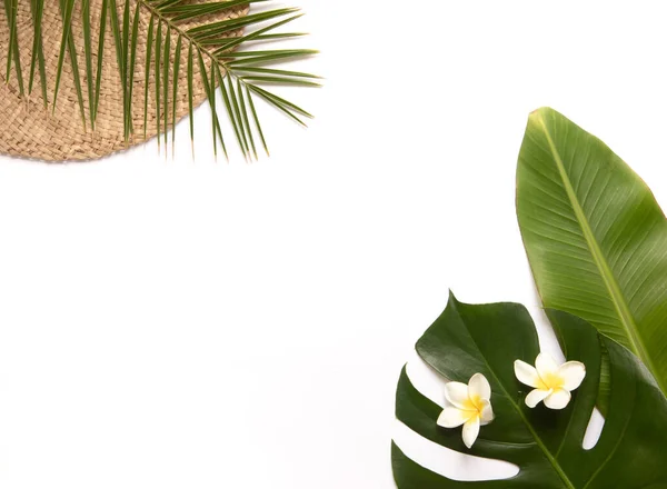 Tropische achtergrond met palm monstera bladeren. — Stockfoto