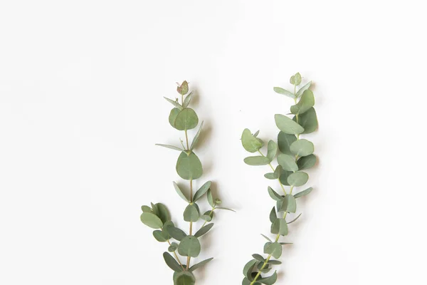 Green leaves of eucalyptus branches on a white background.