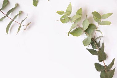 Beyaz arkaplanda yeşil okaliptüs dalları.