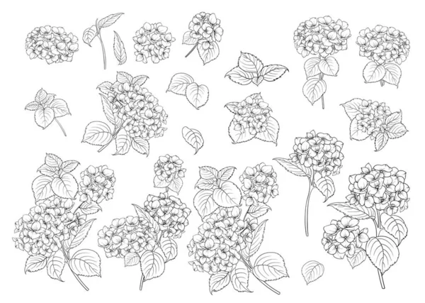 Conjunto de motivos de hortensias de arte de línea. — Vector de stock