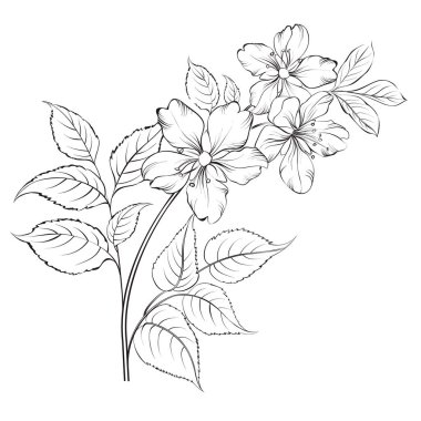 Sakura çiçeğinin ana hatları beyaz arka planda izole edilmiş. Beyaz kiraz çiçeği. Düğün romantik buketi.